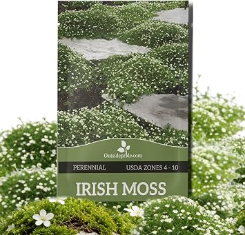 Outsidepride Irish Moss Ground Cover Seeds - 10000 Pcs Perennial Low Growing, Mat-Forming Lawn Alternative, Outdoor Ground Cover Seeds with Shade Tolerance, Ideal for Pathways and Rock Gardens