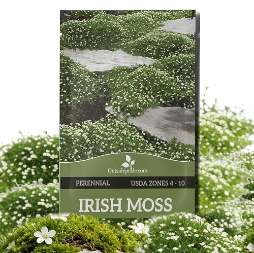 Outsidepride Irish Moss Ground Cover Seeds - 10000 Pcs Perennial