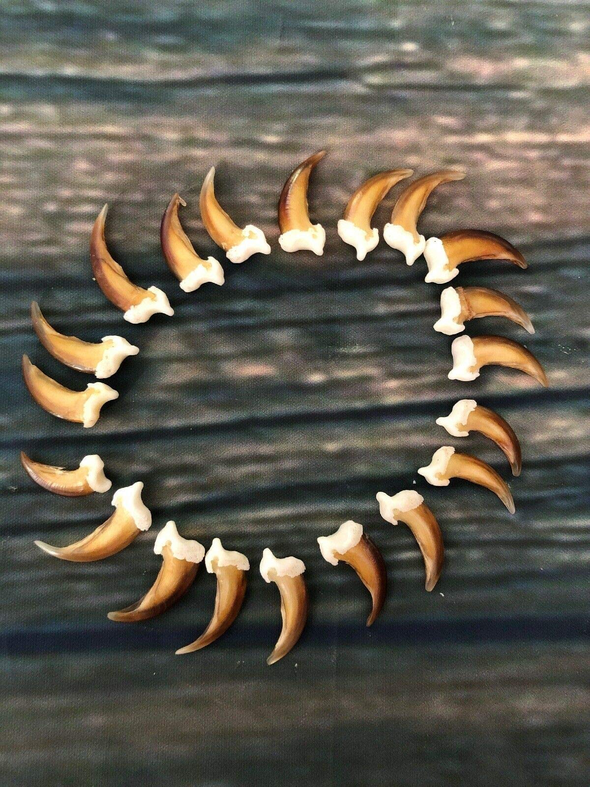 20 Real Blonde Coyote Claws | 5/8" To 1 1/4" Long | For Jewelry Making, Gothic Crafts, Taxidermy, Voodoo & Bone Art Projects