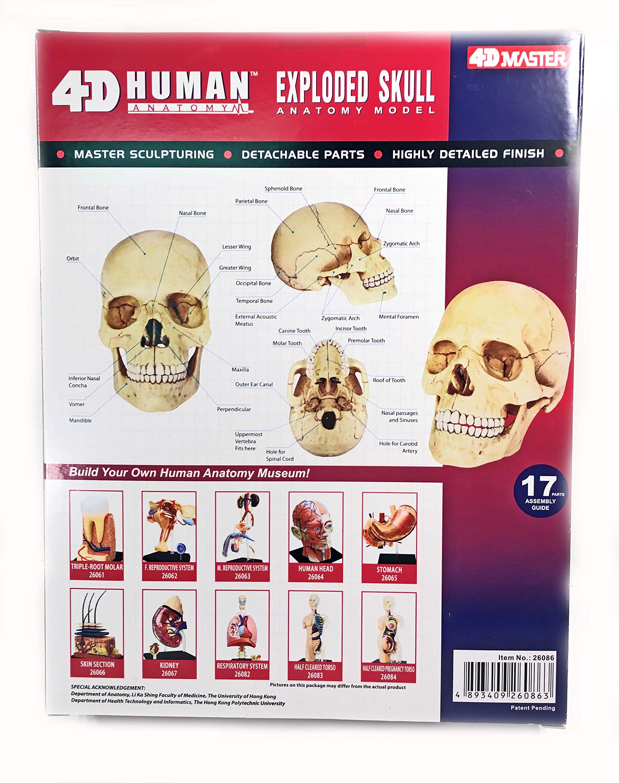 4D Human Anatomy Exploded Skull by Tedco Toys : Amazon.in: Toys