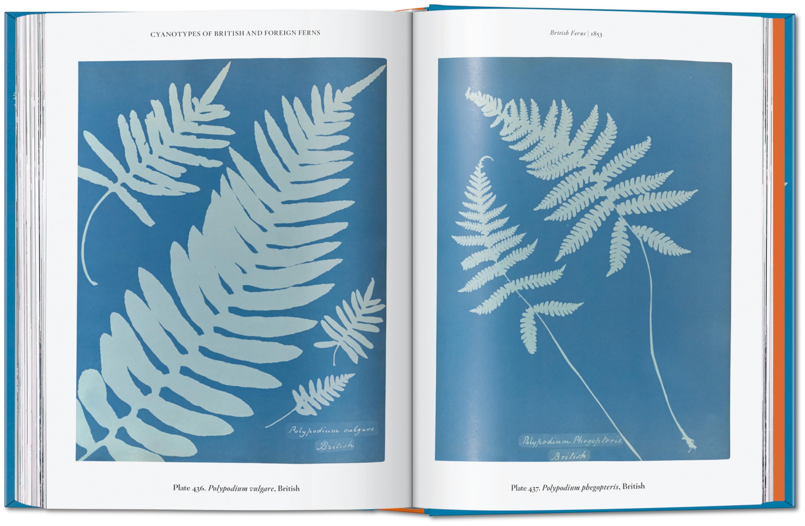Anna Atkins: Cyanotypes. 45th Ed.