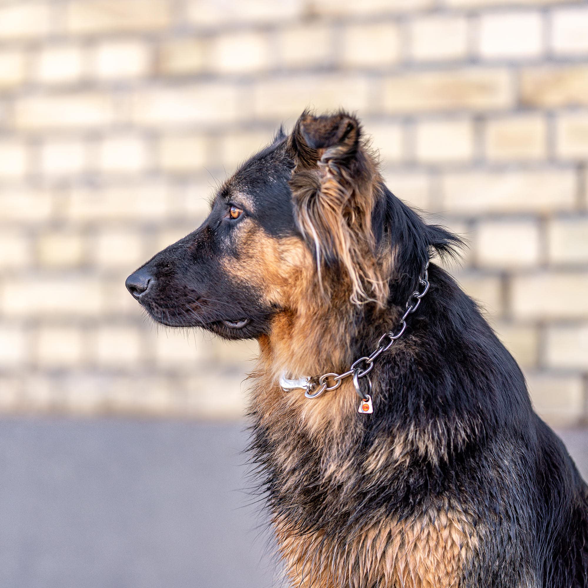 Sprenger Hundehalskette mit Sprenger Haken aus Edelstahl rostfrei 4 mm I Größe individuell einstellbar I Halskette (70 cm)