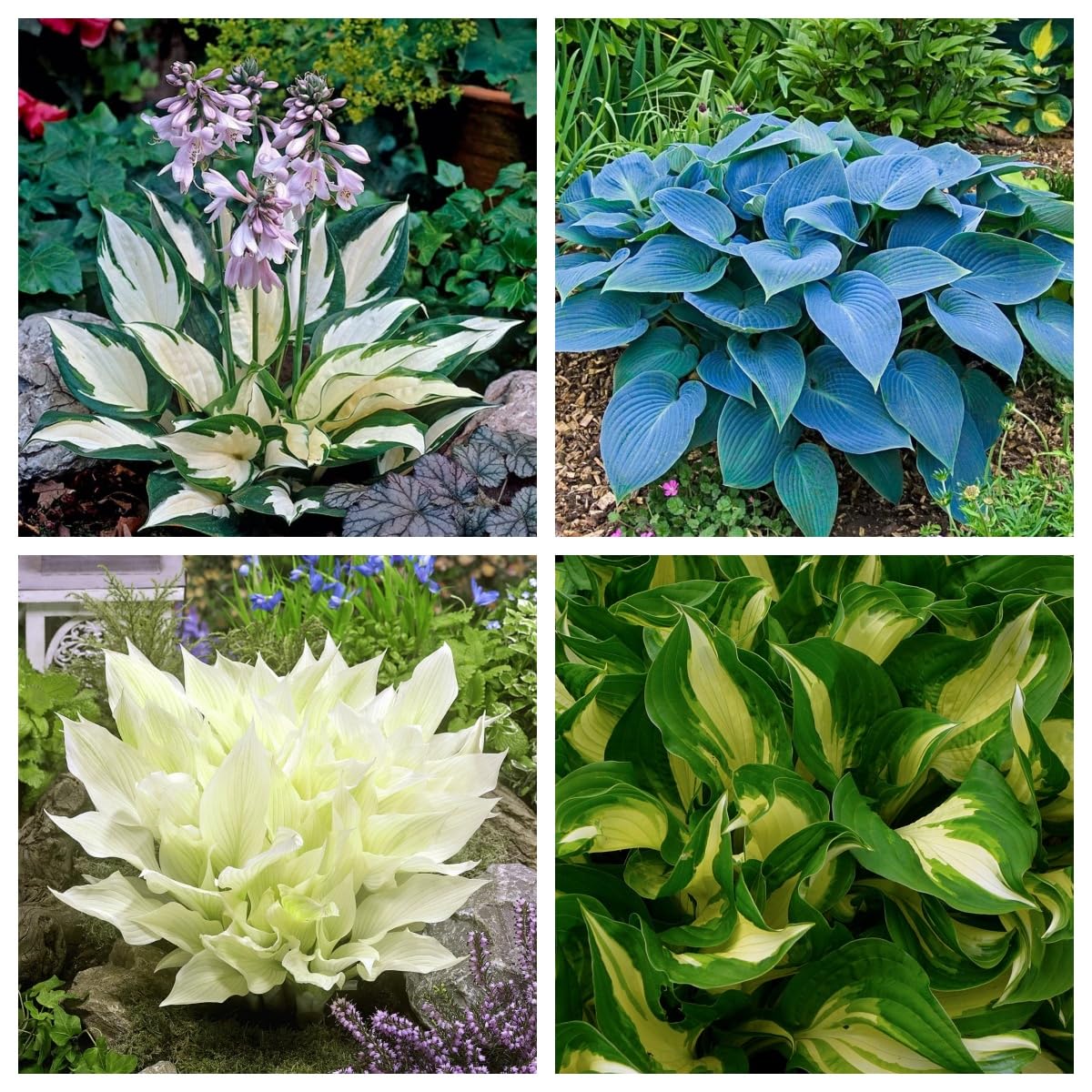 Hosta Bulbs, Cold-Resistant, Easy to Care for,Strong Plants That Grow Well/Mix Golden Jade Carving Feels Perfect-10bulbs-D