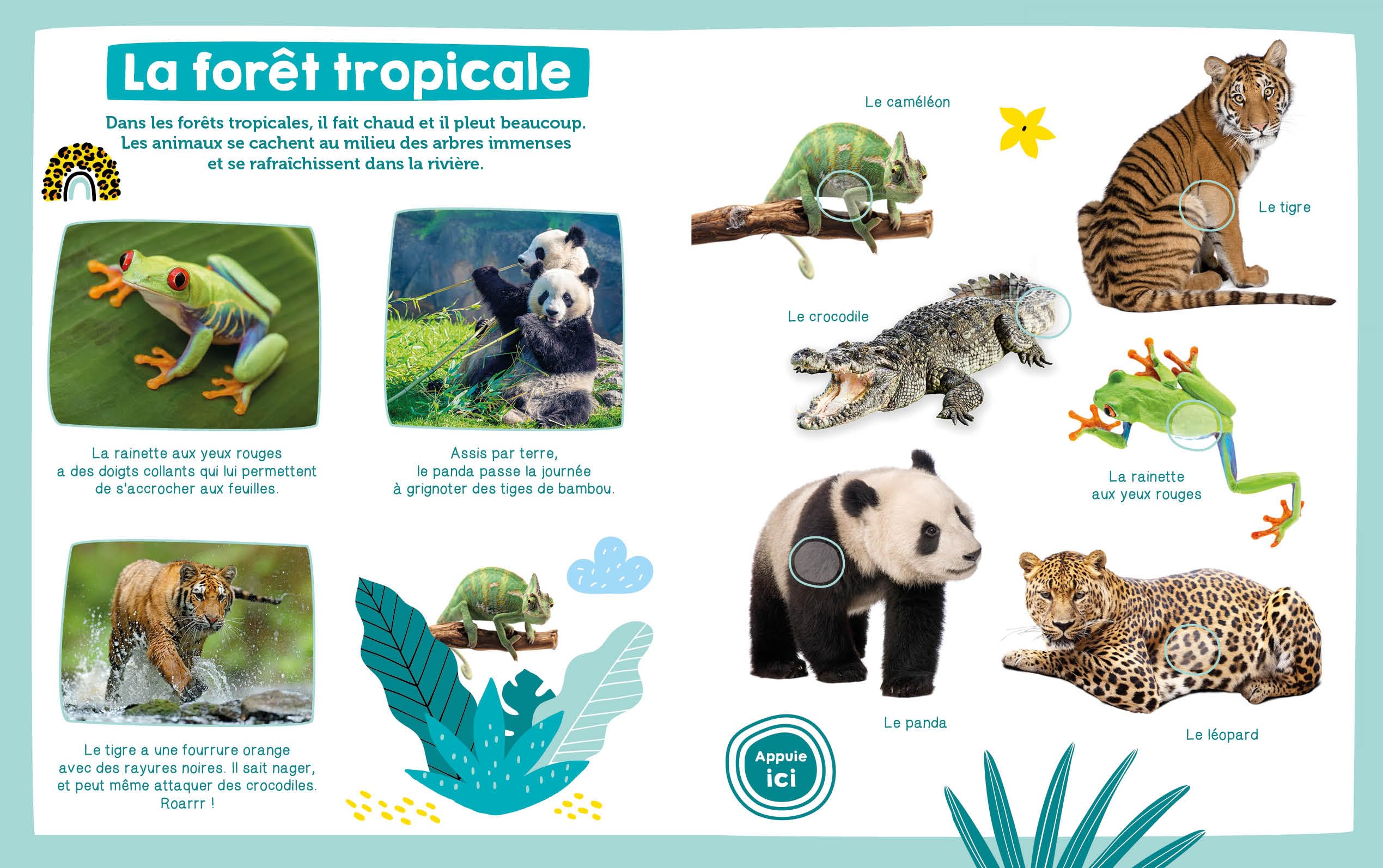 Mon imagier sonore - Les animaux sauvages Collectif - PT03