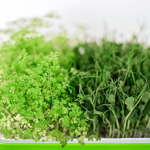 Miniatura 5 de Paquete de 10 bandejas para germinación de semillas con agujeros de drenaje, kit de bandeja de germinación de semillas sin BPA, bandeja de guardería