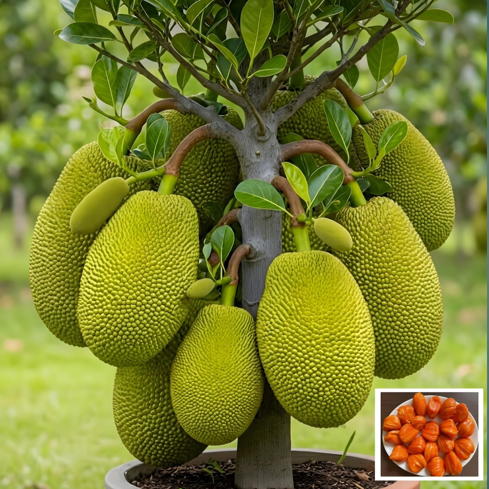 Pink Jackfruit Plant Live-Pink Kathal Thai Variety-Artocarpus