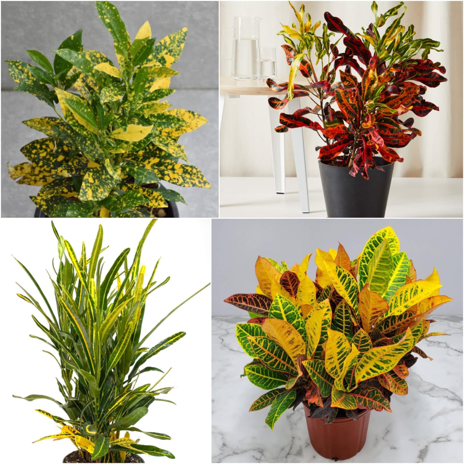 Natural Croton Plants Live plant bangalore variety Variegated Croton Plants Collection Set of 4 | Perfect for Indoor and Outdoor Spaces-image-3