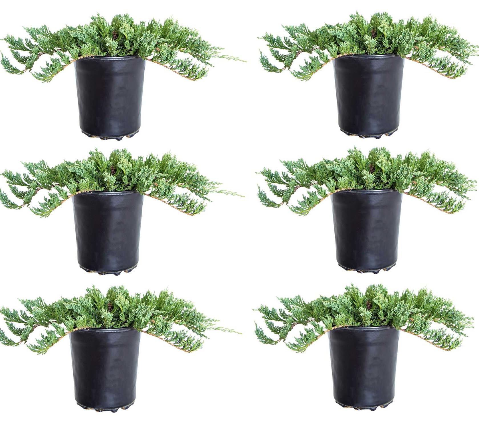 Blue Rug Juniper (2.5 Quart x 6) 6-Pack