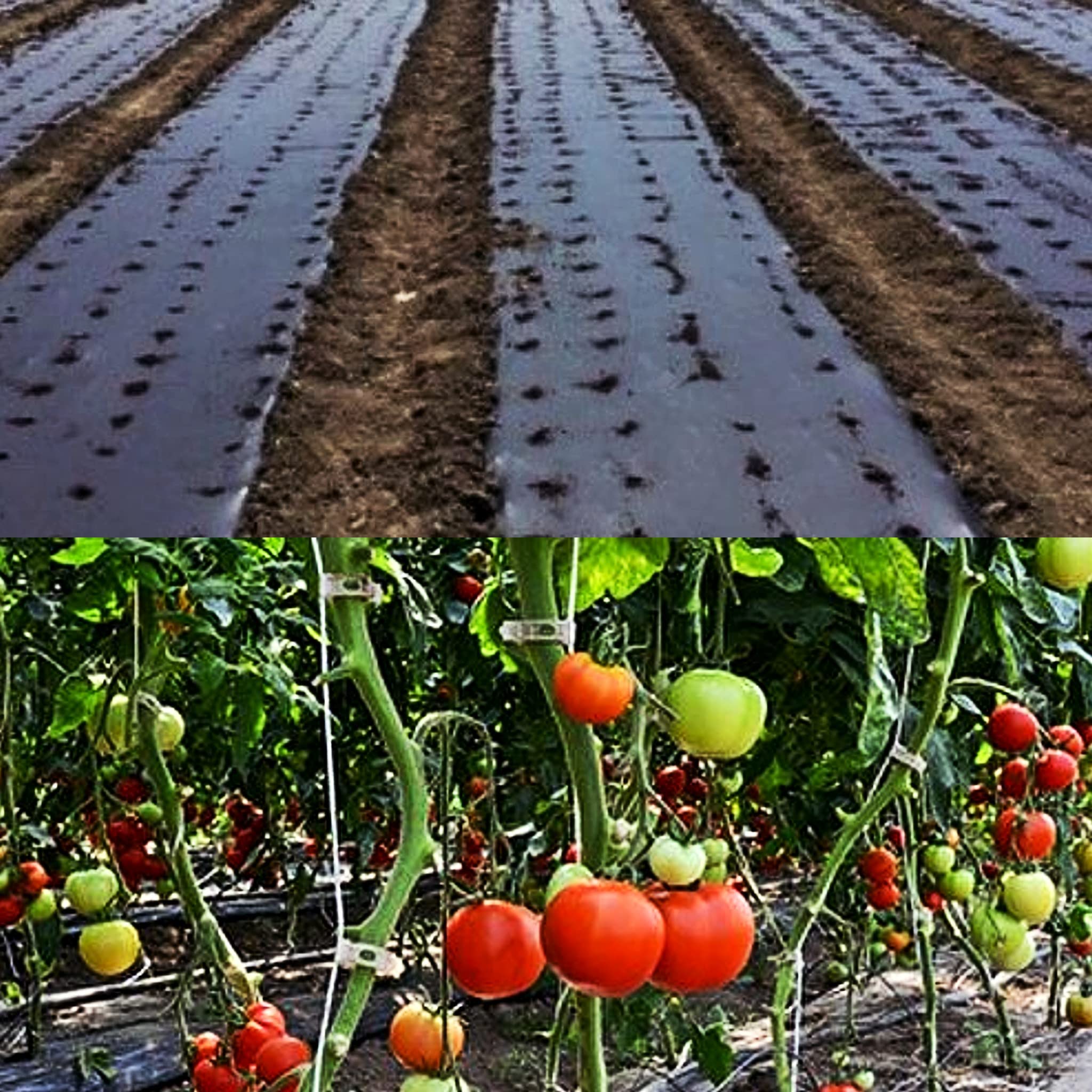 Bricoloco Acolchado para huerto Film de Polietileno Ancho 1 Metro Perforado galga 200 Perforado Especial Cultivo de Tomates. (650 Metros)