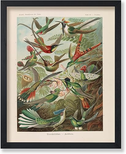 Miniatura 1 de Poster Master Póster vintage de colibríes, impresión de formas de arte retro en la naturaleza, arte de pájaros, regalo para él, ella y amante de los