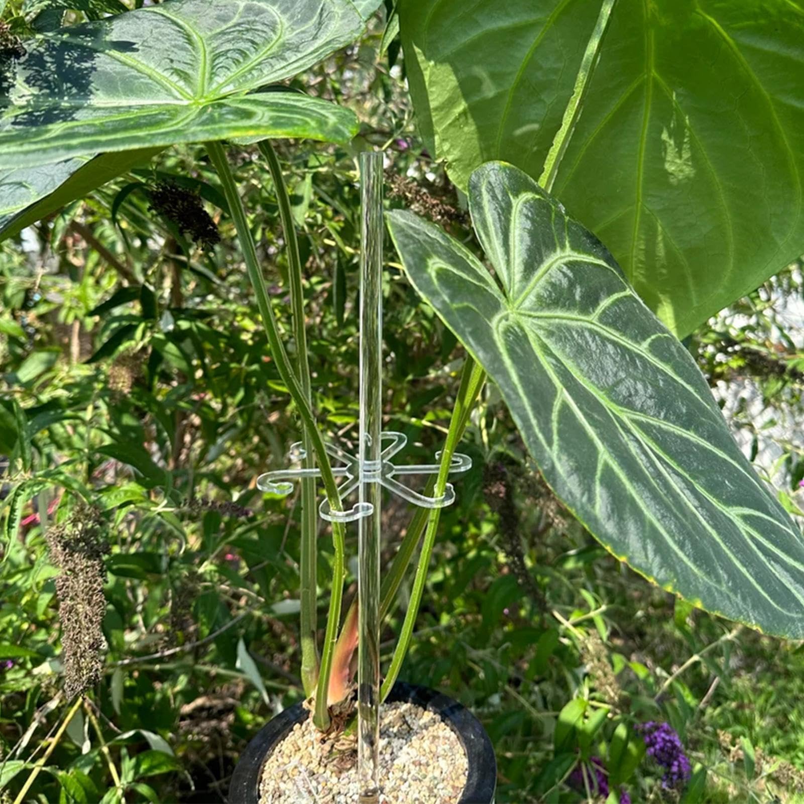 Wdesrgt Lot De 20 Tiges De Support Pour Plantes En Acrylique Transparent - 16 Piquets De Jardin Avec Une Tige Pour L'intérieur