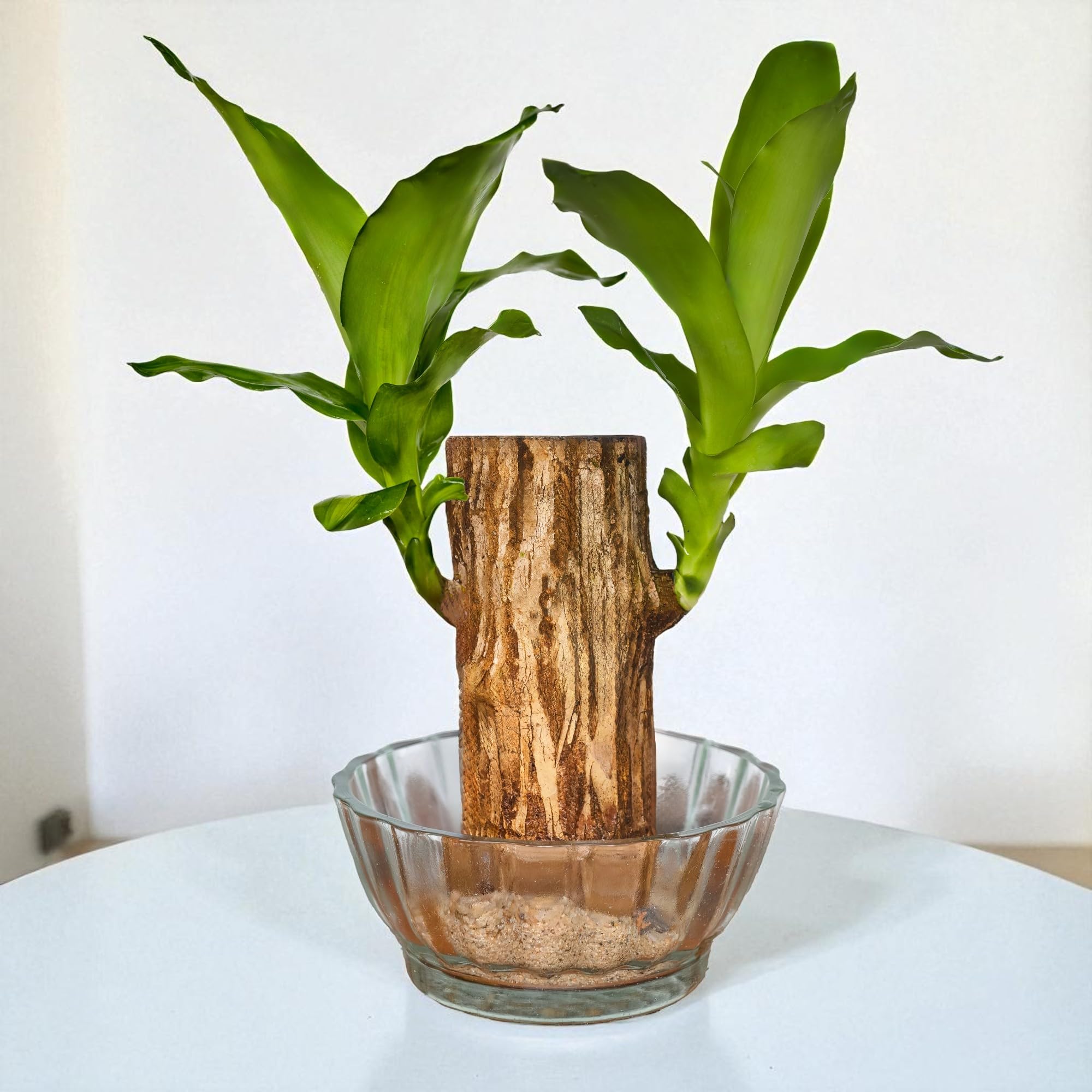 Surekha Imported Lucky Brazilian Wood Plant in Glass Pot (Medium) – Live Indoor Good Luck Plant for Home, Office Desk & Living Room Décor