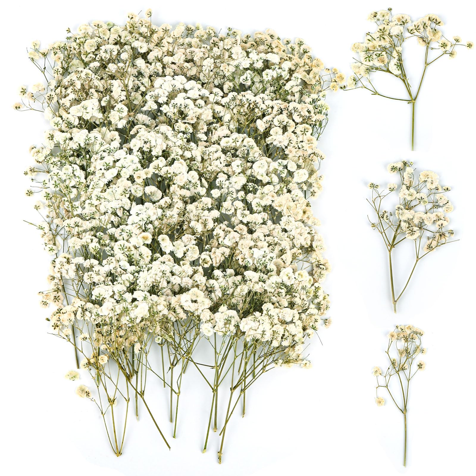 100 Stück Schleierkraut Getrocknet, Trockenblumen Schleierkraut, Trockenblumen zum Basteln, Getrocknete Blumen Klein für DIY Fotorahmen, Lesezeichen, Grußkarten (White)