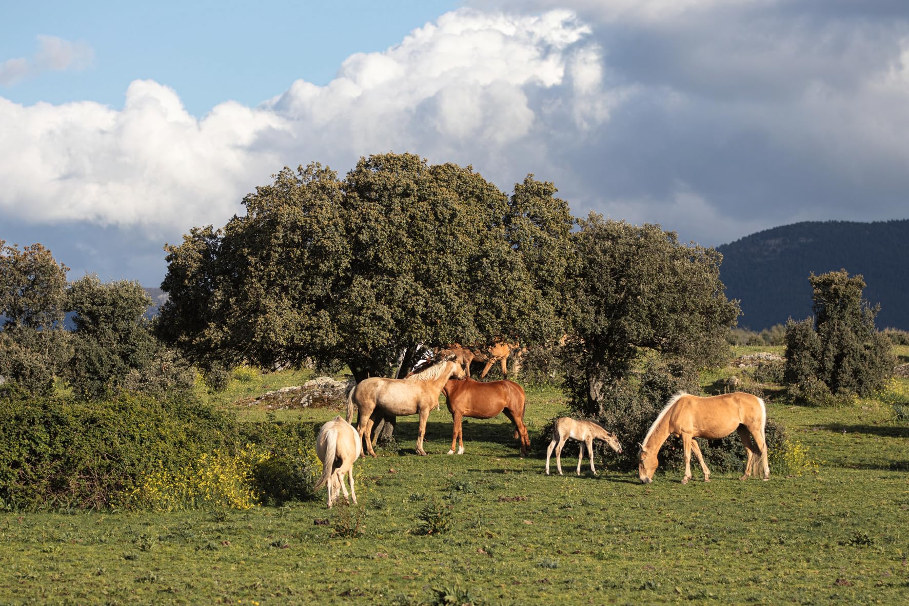 Equestrian: The Ultimate Book