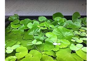 Brazilian Pennywort Live Aquarium & Pond Plants