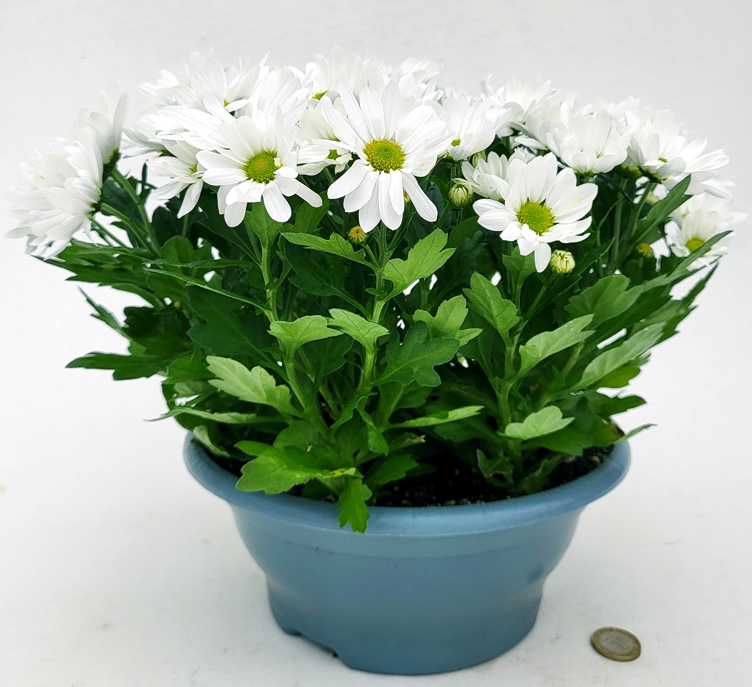 Crisantemo Bianco Immagine Stock. Immagine Di Modello - 21470935 - Foto 3