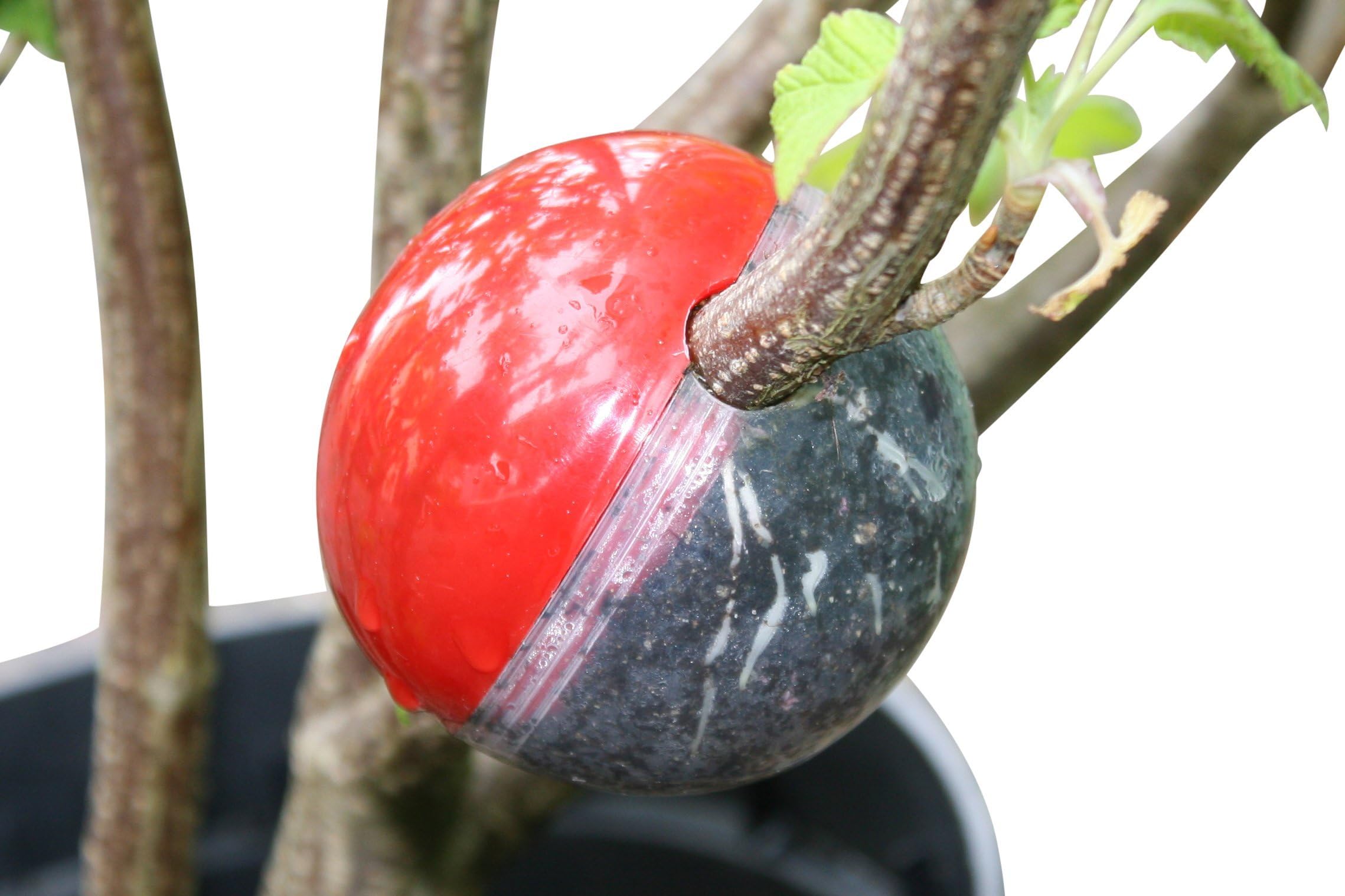 Cutting Globe Plant Propagator 11 Piece Set - Grow Roots on Plant Cuttings in as Few as 8 Weeks - Propagate Trees, Shrubs, Roses, Climbers & More - Add Rooting Hormone, Roots Grow on Growing Plant