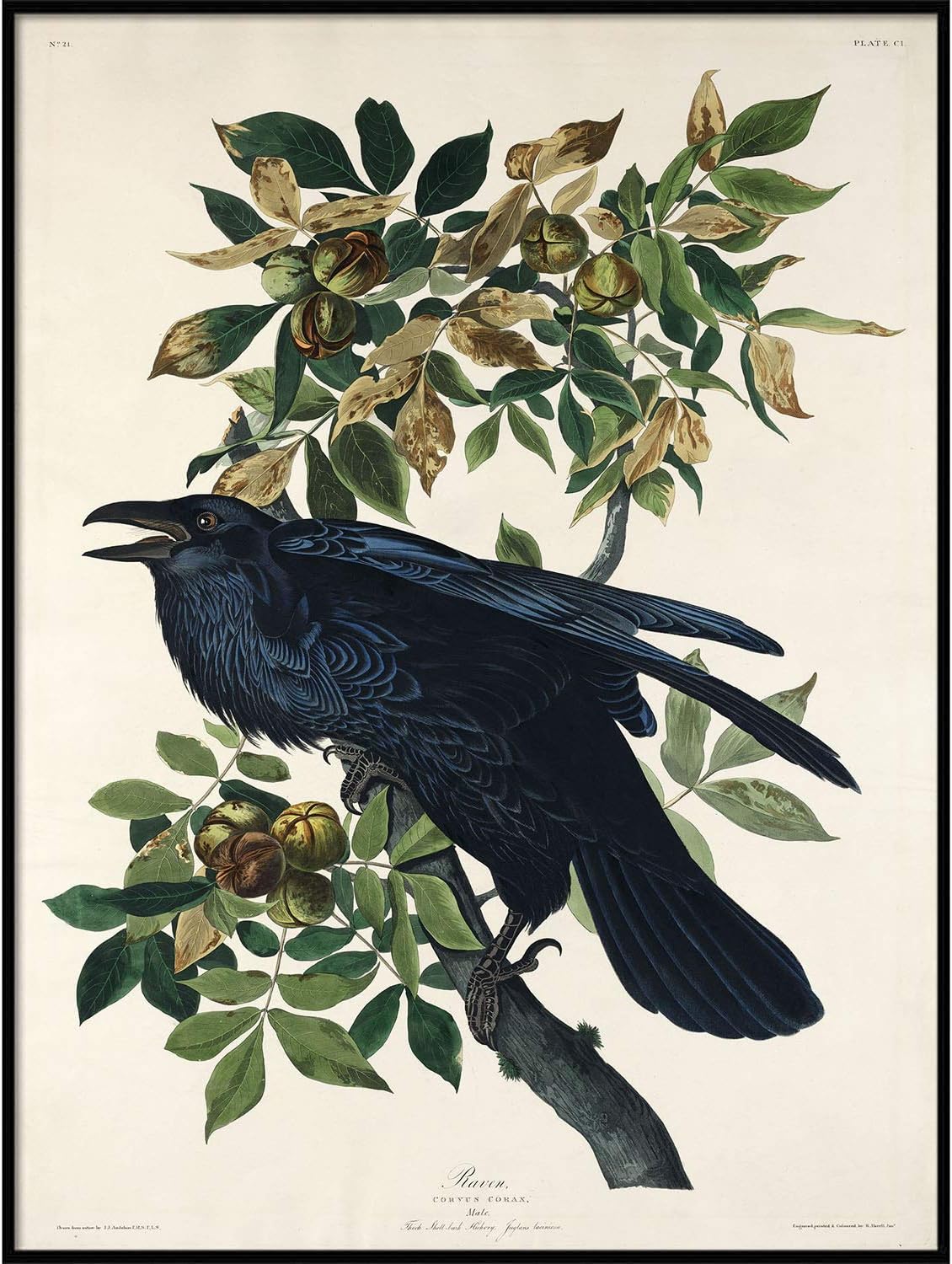 Raven Print, Antique Bird Painting, Vintage Drawing Poster Wall Art Decor, Black Raven, bird nature print, bird lovers gift | C424 8.5x11