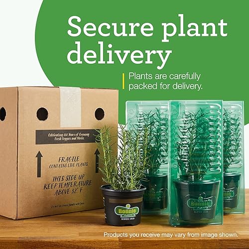 Miniatura 9 de Bonnie Plants Plantas vegetales vivas de pimiento verde, paquete de 4, sin OMG, plantas de 2 a 3 pies, tamaño de pimienta de 4.5 x 4 pulgadas