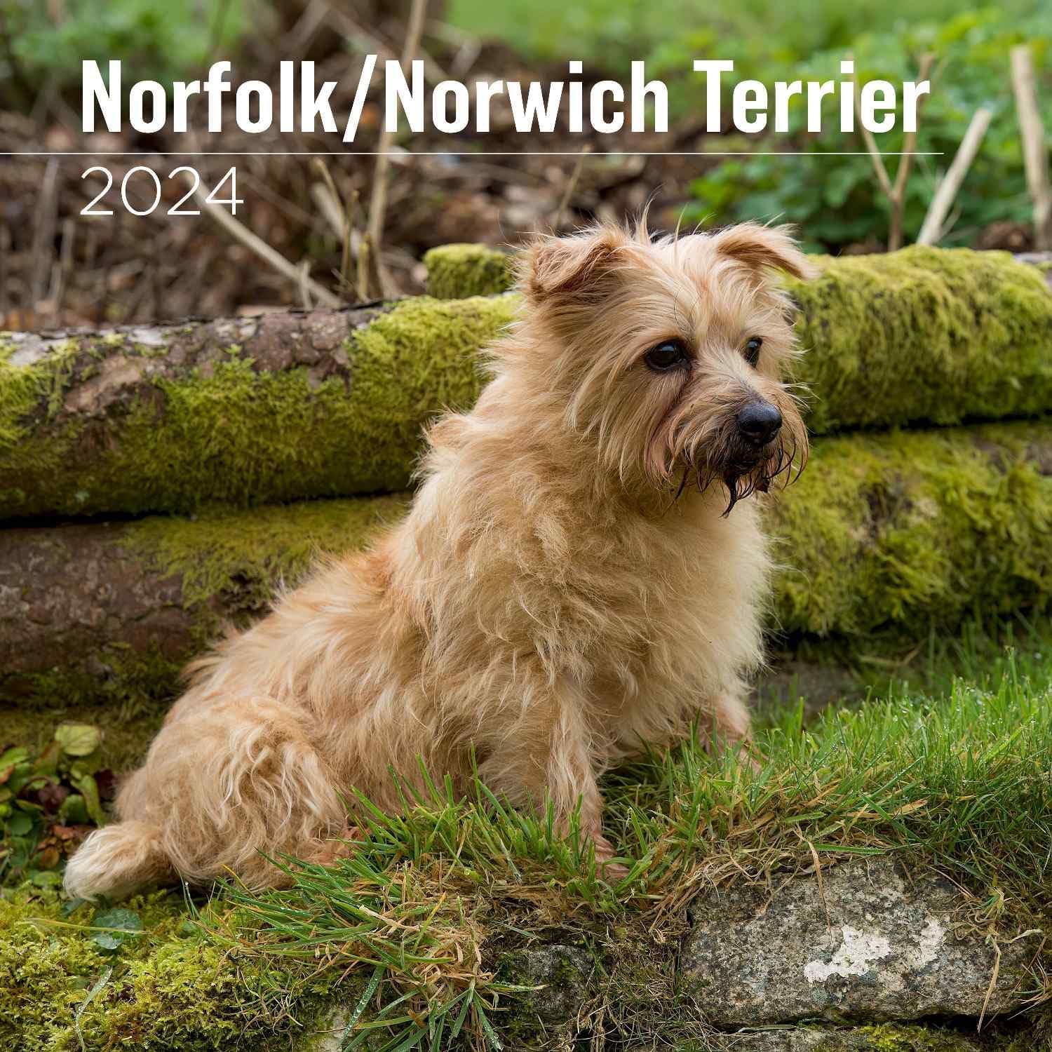 MegaCalendarsNorfolk/Norwich Calendar 2024 - Dog Breed Wall Calendar