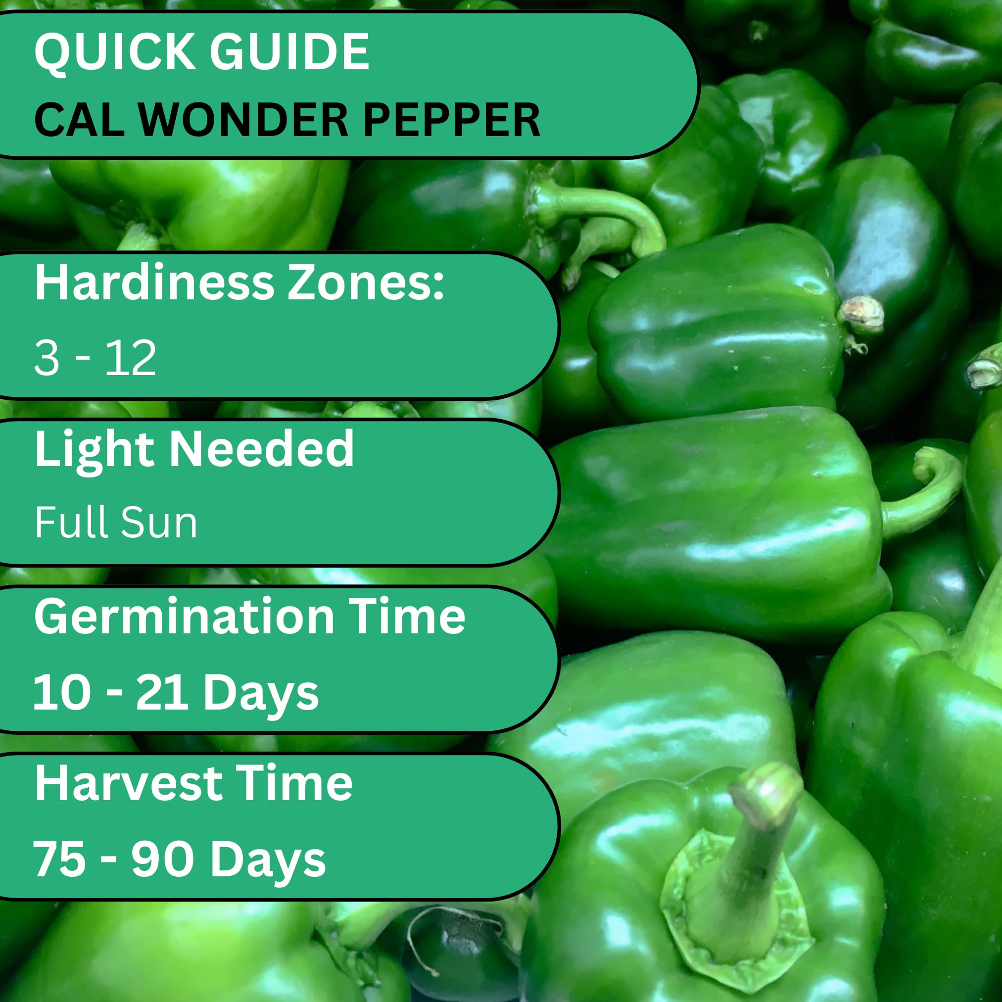 Cal Wonder 300 TMR - Semillas de pimiento dulce para plantar, más de 250 semillas de pimiento tradicional sin OMG California Wonder para plantar al aire libre o en interiores para 4