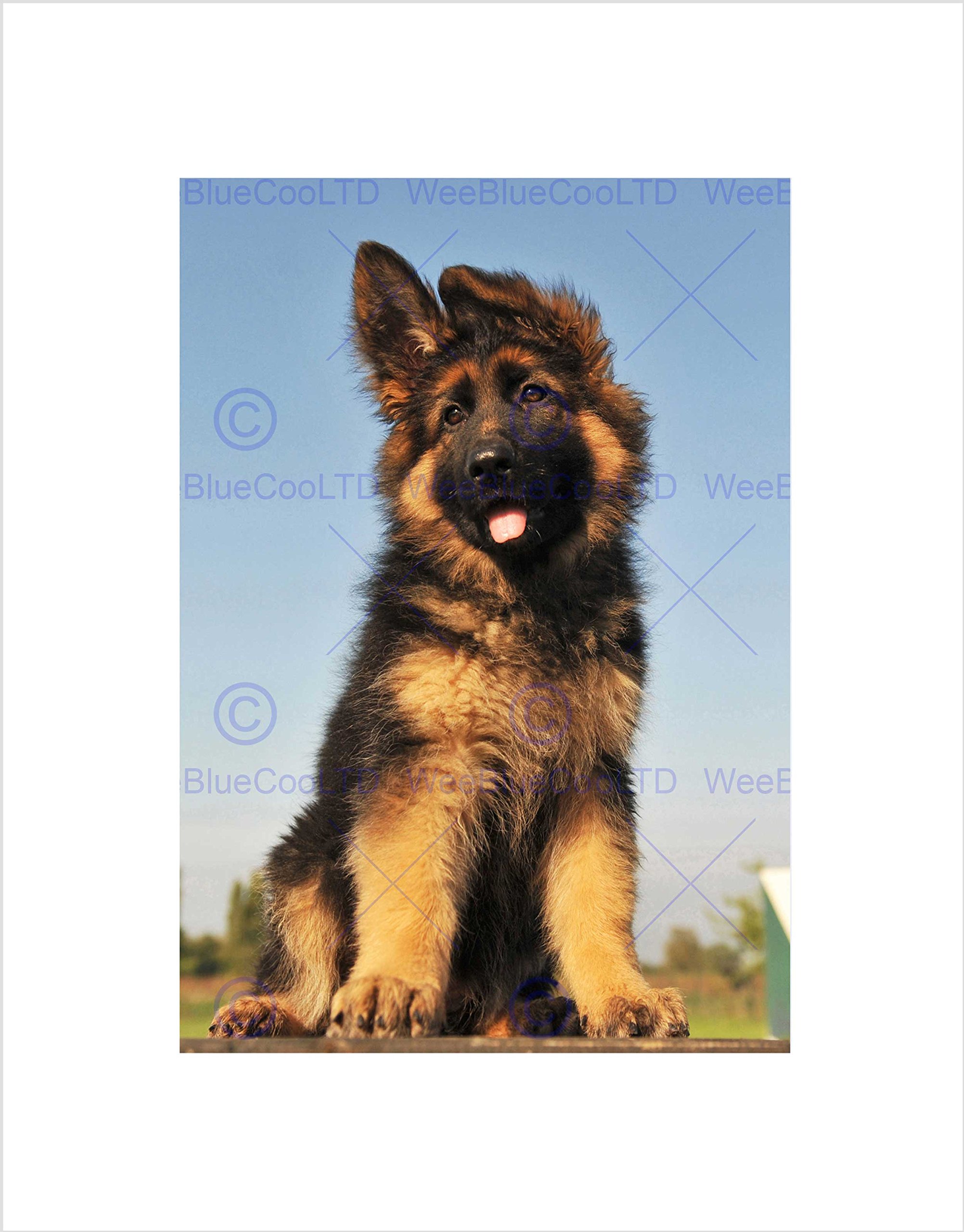 Wee Blue Coo PUPPY GERMAN SHEPHERD ALSATIAN BLACK FRAME FRAMED ART PRINT PICTURE B12X8965
