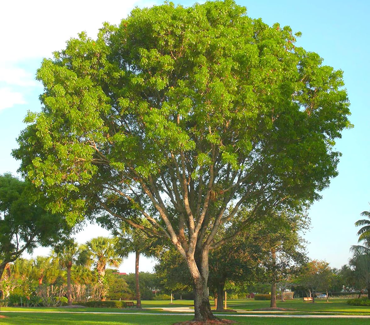 Green World Delbergia Latifolia/Indian Rosewood Timber Tree seeds for Farmimg & Gardening (10 Gms seeds pack) (B09BKVX2TB) Amazon Price History, Amazon Price Tracker