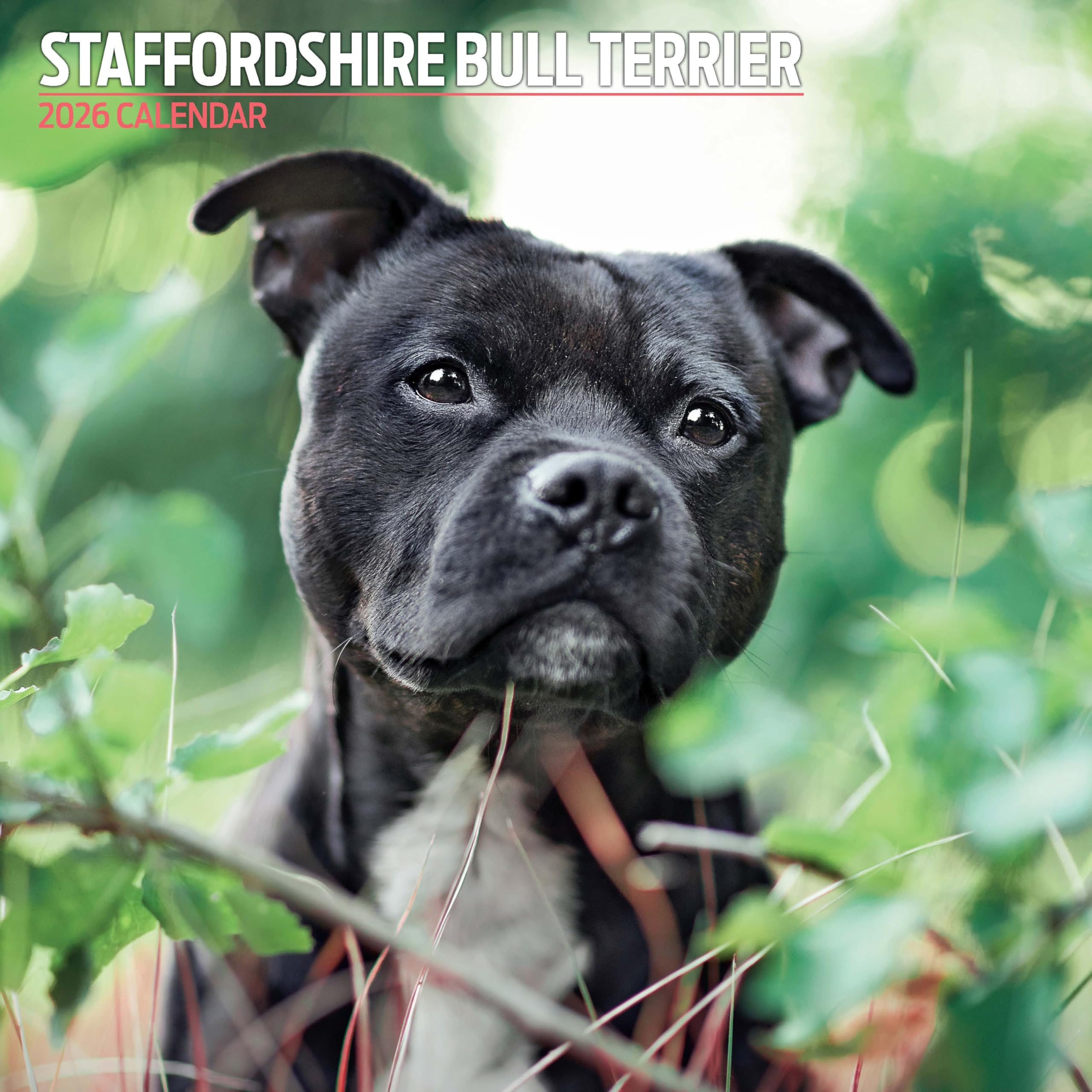 Staffordshire Bull Terrier 2026 Traditional Calendar