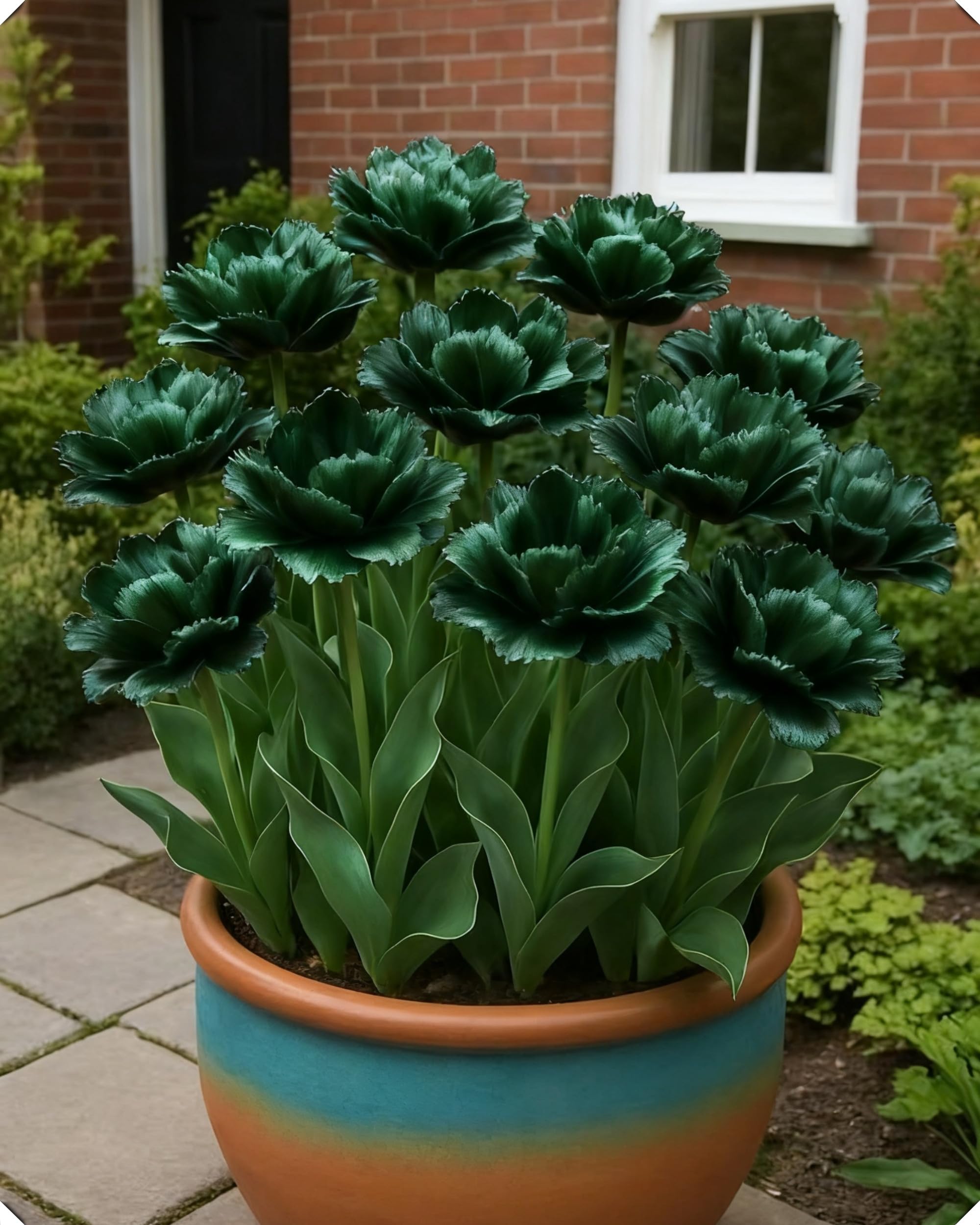 Tulipano elegante – Tocco primaverile di bellezza naturale e armonia cromatica-15bulbi-S
