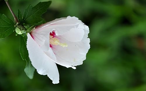 Miniatura 7 de Semillas Malvavisco Althaea officinalis No GMO Heirloom