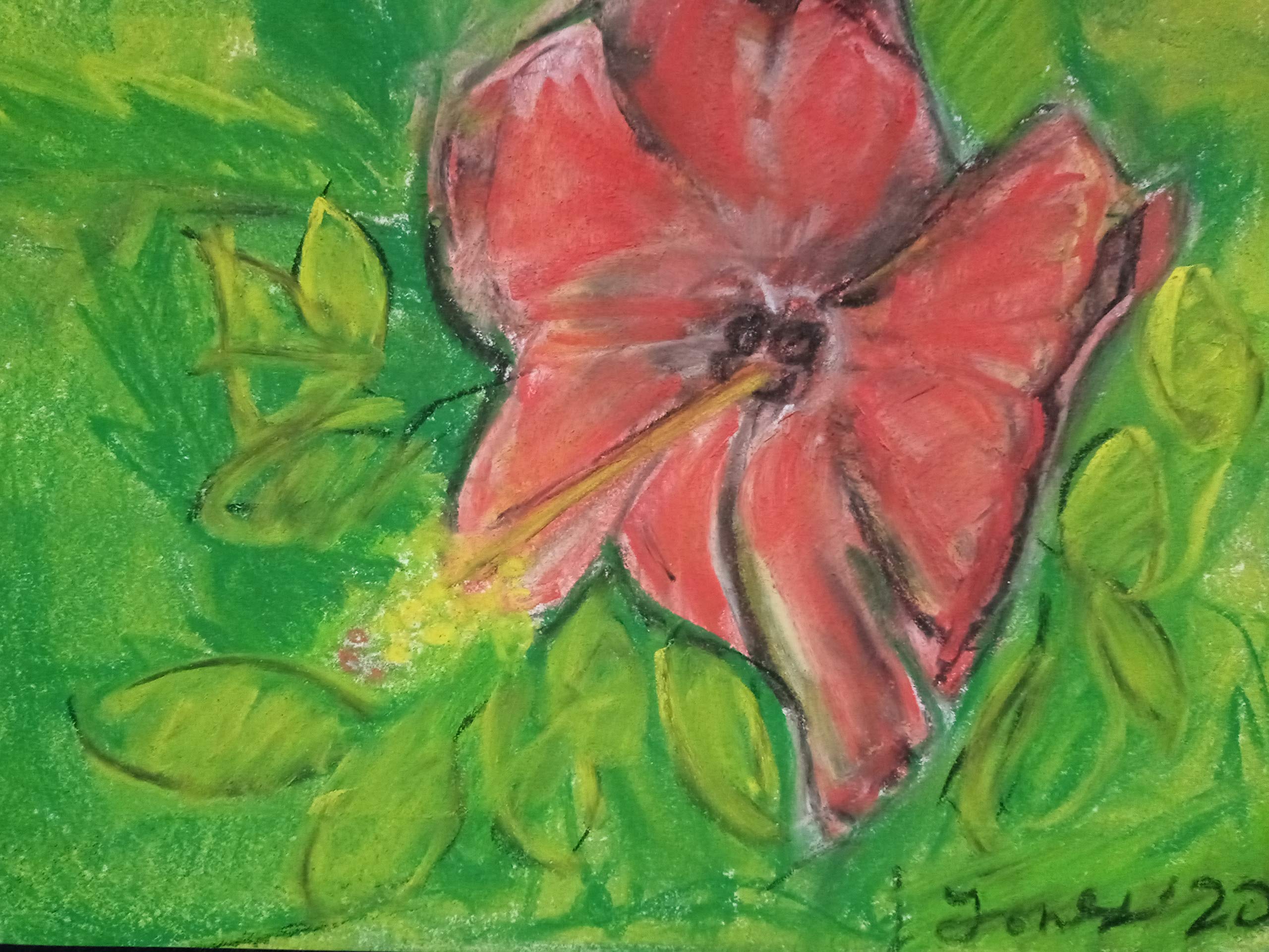 Original Drawing of a Red Hibicus
