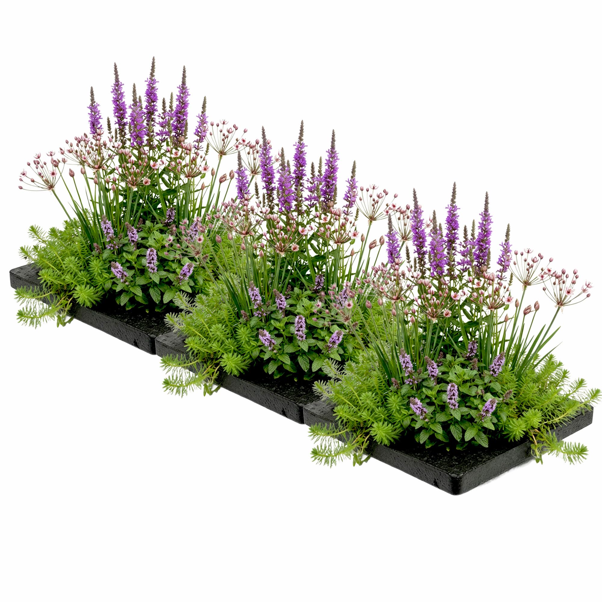 vdvelde․com - Piante antizanzare laghetto 12 pezzi, isola 75x25 cm | Riduce le larve in modo naturale, habitat per libellule, cestino, substrato e concime inclusi