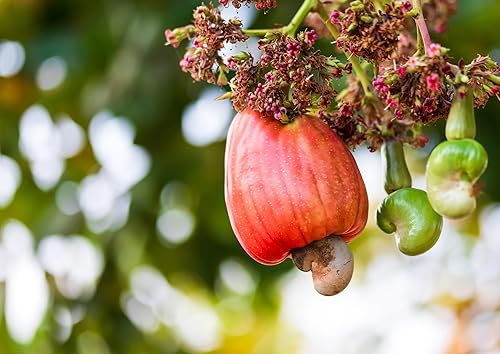 Miniatura 8 de Food to Live - Mitades y piezas de anacardo tostado seco, 3 libras - Asado al horno sin sal, sin aceite añadido, Keto, Kosher. Alto en proteínas,