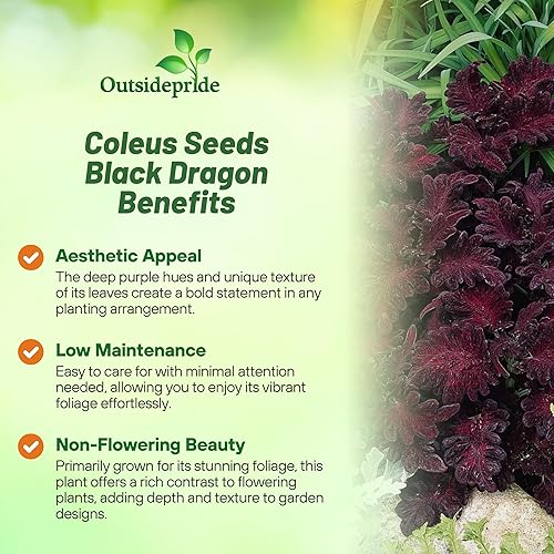 Miniatura 3 de Outsidepride Coleus - Follaje de dragón negro para interiores o exteriores, 200 semillas