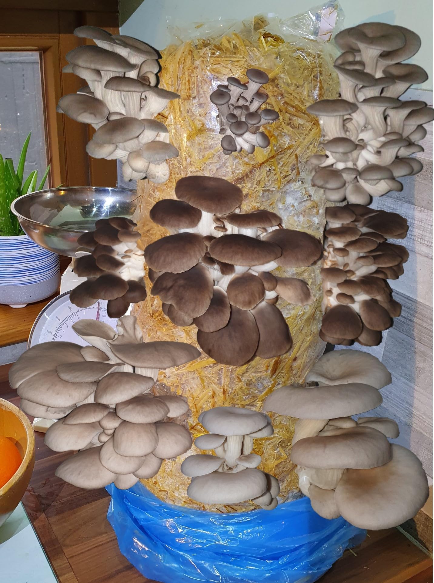 Mushroom Growing Kit, Ideal for hobbyist & Beginners, XL 1Meter Mixed Log, Easy & Fast Mushroom Grow Kit, Includes Voucher to Claim Living Spawn Separately for Better Yield & Gifting