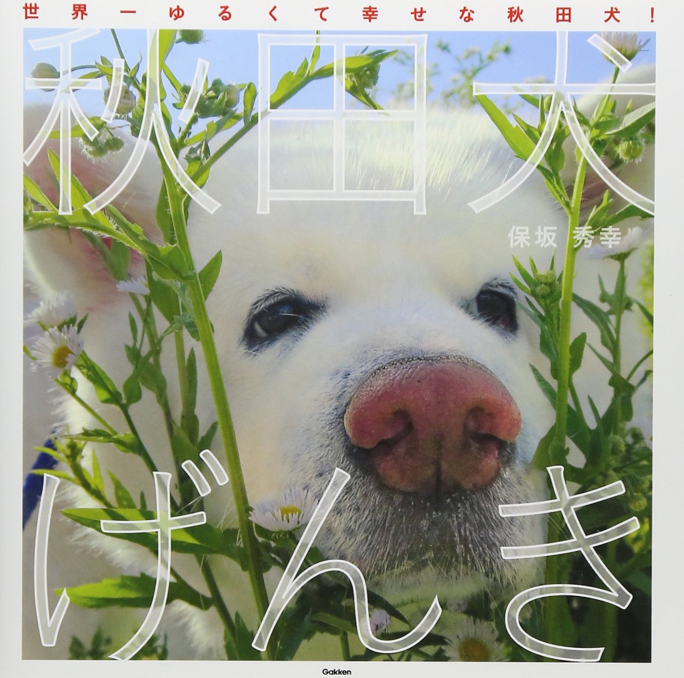 秋田犬げんき 秀幸 保坂 本 通販 Amazon