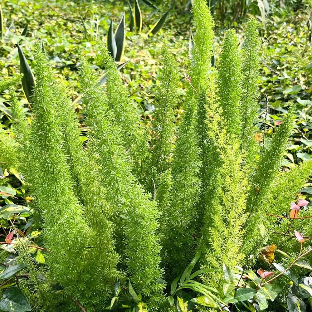 50 Pc Semillas De Plantas De Espárragos Ornamentales - Helecho Cola De Zorra - Regalos Para Jardineros, Decoraciones De Jardín Para Exterior, Espárragos Densiflorus, Regalos Para