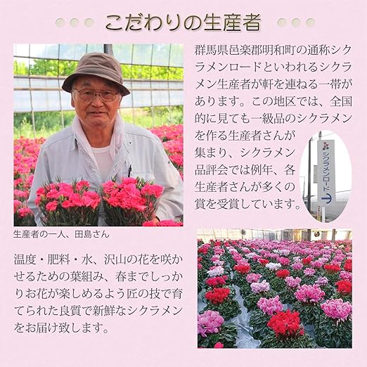 Amazon 花のギフト社 シクラメン ビクトリア シクラメン鉢植え シクラメン花 鉢植え 鉢花 シクラメン6号鉢 花 観葉植物 フラワーギフト オンライン通販