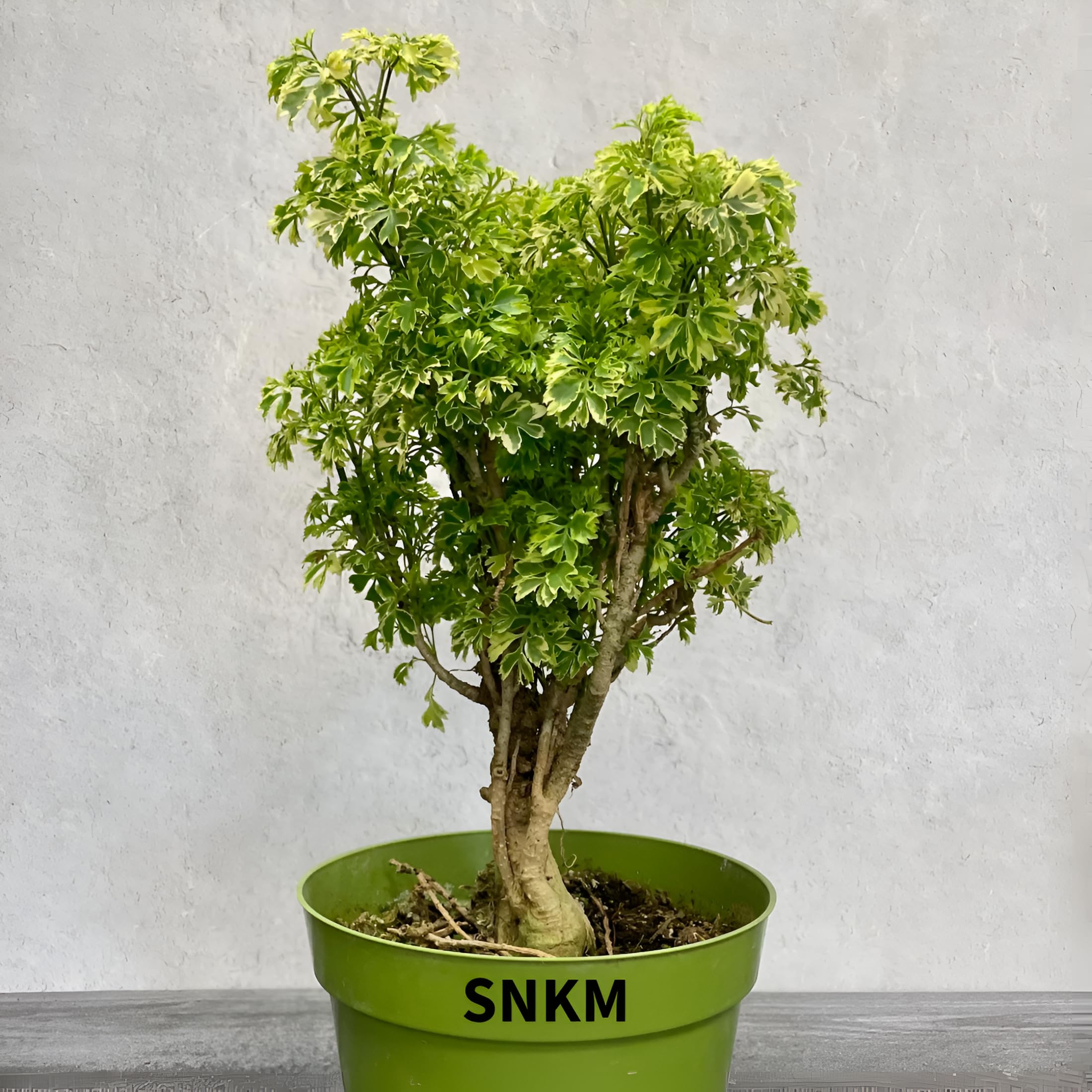 SNKM Aralia Indoor & Outdoor Air Purifying Healthy Live Plant For Office, Table Top, Home Decor (Medium Size, Pack of 1) 3