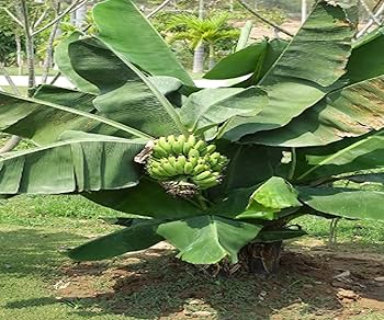 モンキーバナナ　1m超え ウルトラモンキーバナナ 6号｜果樹10-TU | 果樹,[珍しい果樹] | 赤塚