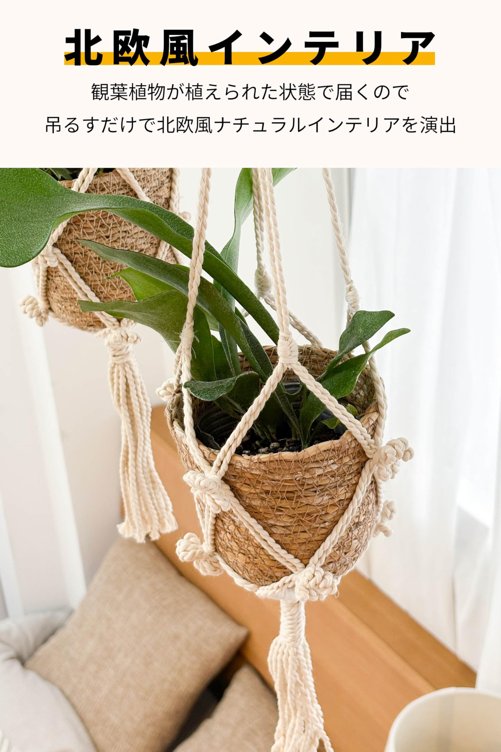 Amazon｜[ miipas ] ビカクシダ コウモリラン 吊り下げ 観葉植物 吊り