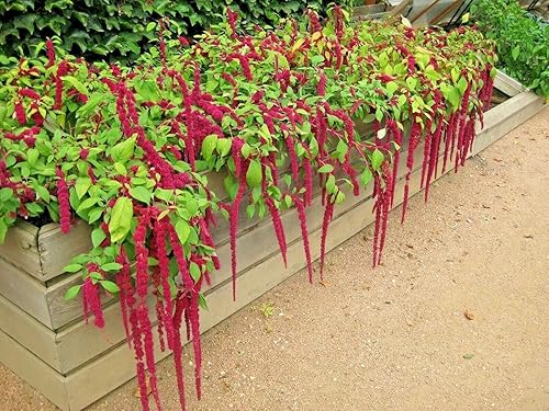 Miniatura 2 de 1000 Love Lies Bleedin - Semillas de amaranto para plantar reliquia sin OMG, 0.04 oz de semillas de jardín, vegetales, supervivencia a granel,