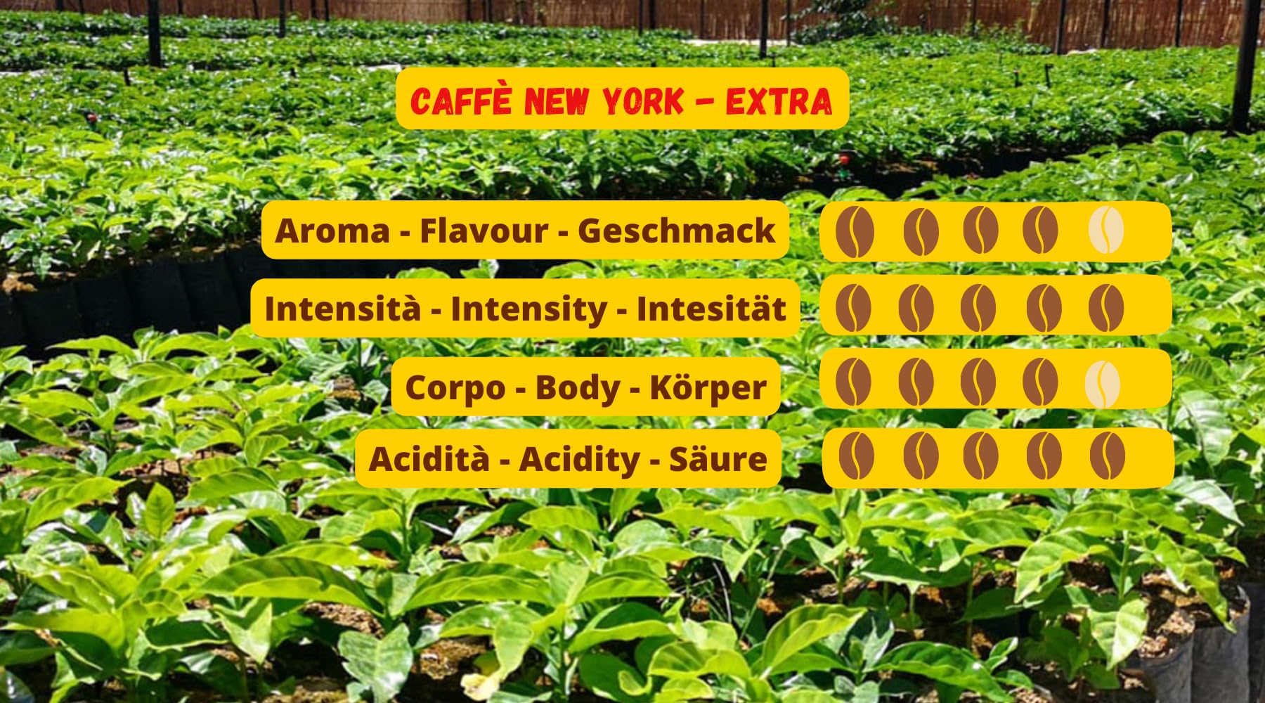 Caffè New York - EXTRA - Granos de café - 1000g