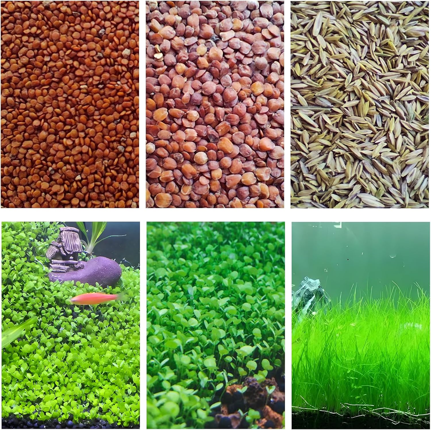 3 Bags Aquarium Plant S.e.e.ds, not Artificial Plastic Plant, Fish Tank Live Grass for All Substrate yljl4222ds