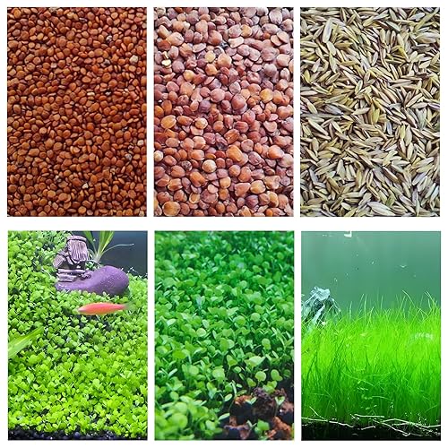 3 Bags Aquarium Plant S.e.e.ds, not Artificial Plastic Plant, Fish