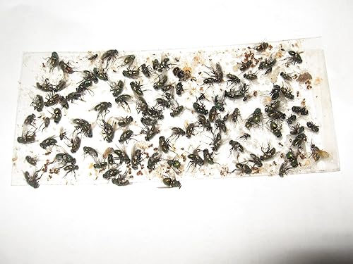 Miniatura 8 de Paquete de 40 trampas para insectostirastableros de pegamento. Trampa para moscas, abejas, avispas, escarabajos asiáticos, etc.