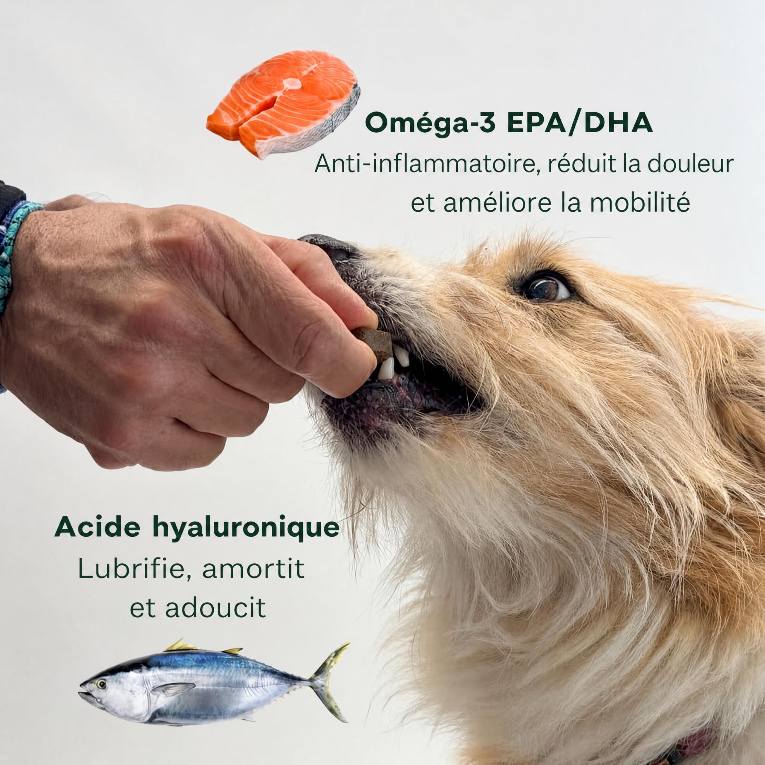 Supplément chondroprotecteur anti-inflammatoire pour chien Ortocanis - 13 ings. Actifs : glucosamine, chondroïtine, MSM, oméga-3 EPA + EVA, curcuma, boswellia serrata, collagène, vitamine E et C