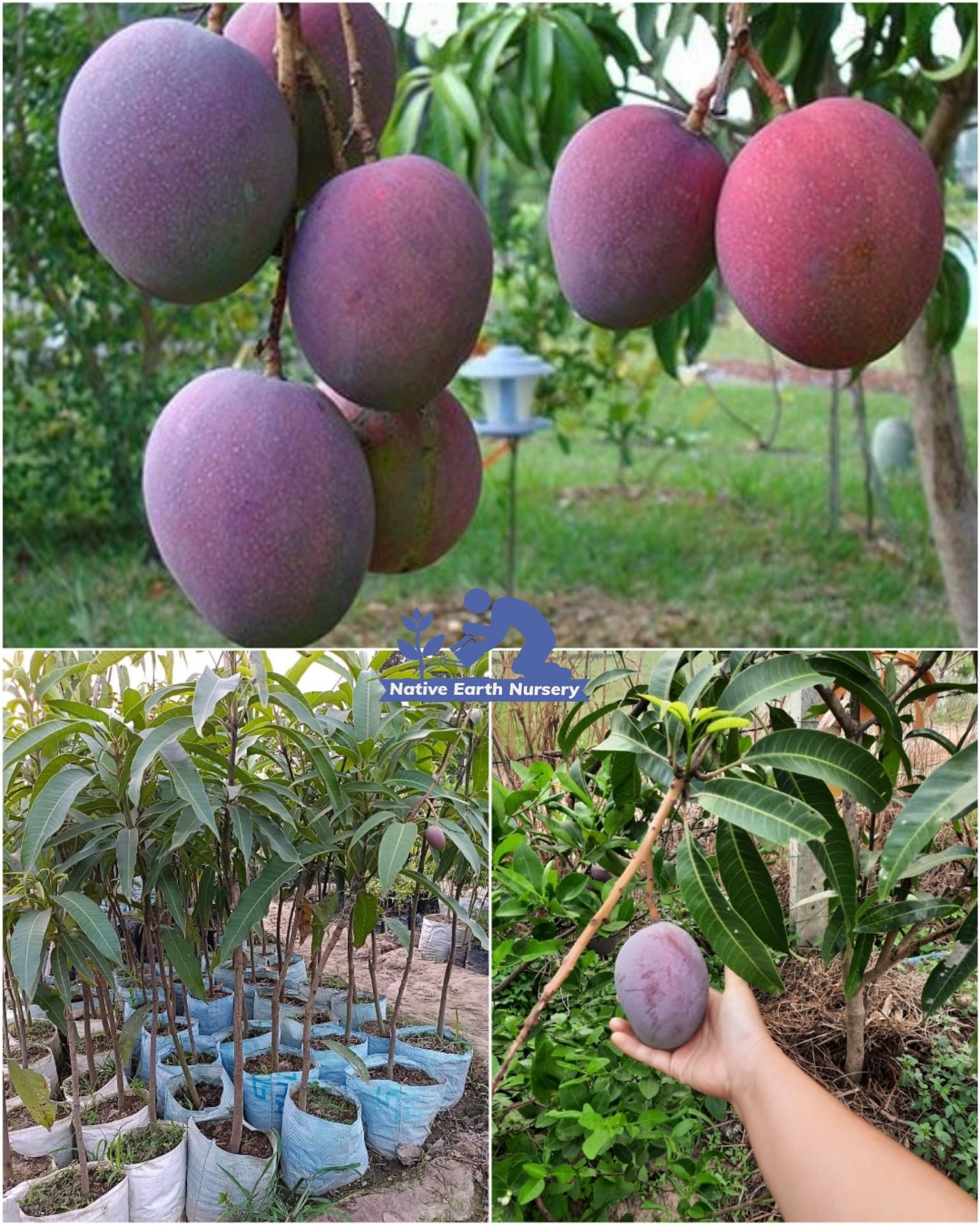 See full amazon price history chart for Native Earth Purple Miyazaki Mango Grafted Plant, Combo Pack of 2 Live Tree - Original Japanese Variety Fruit Plant Height 3 Feet Native Earth Purple Miyazaki Mango Grafted Plant, Combo Pack of 2 Live Tree - Original Japanese Variety Fruit Plant Height 3 Feet (B0CX3C8FQT) Amazon Price History, Amazon Price Tracker