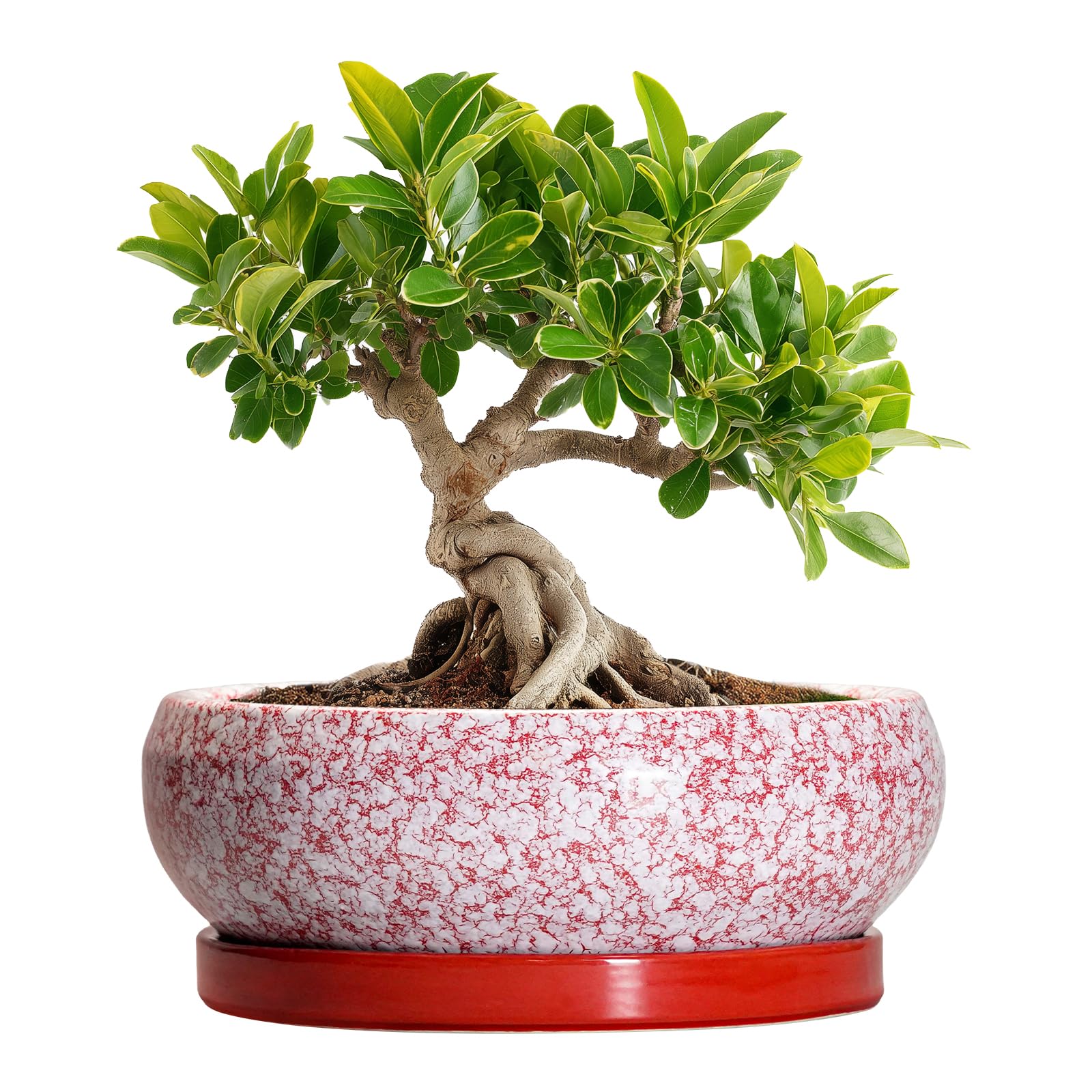EPFamily Bonsai Red Planter