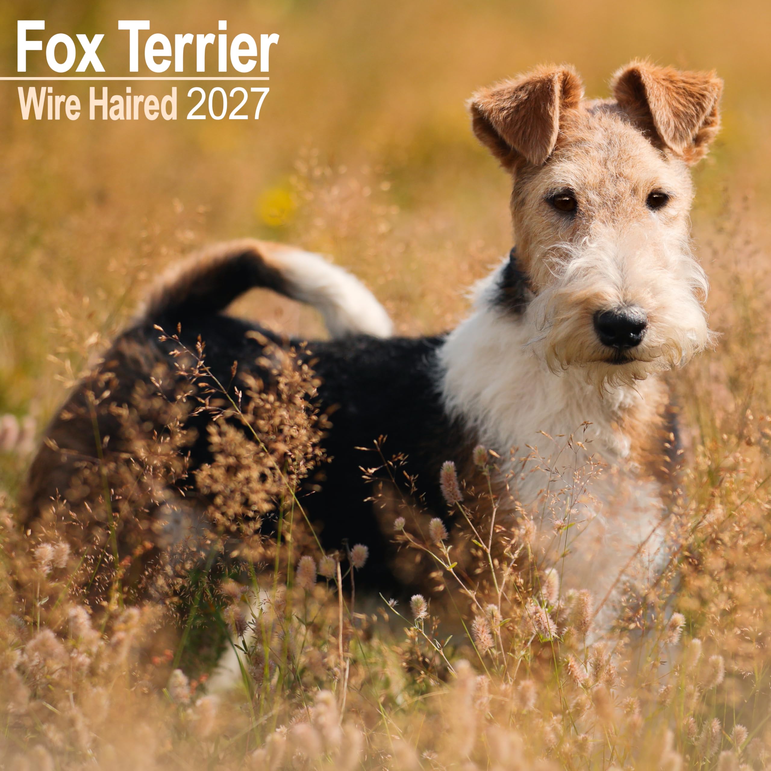 Wire Haired Fox Terrier Calendar 2027